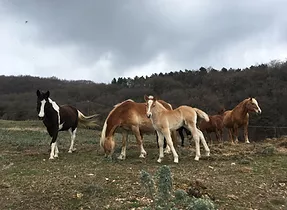 Allevamento Cavalli Verona