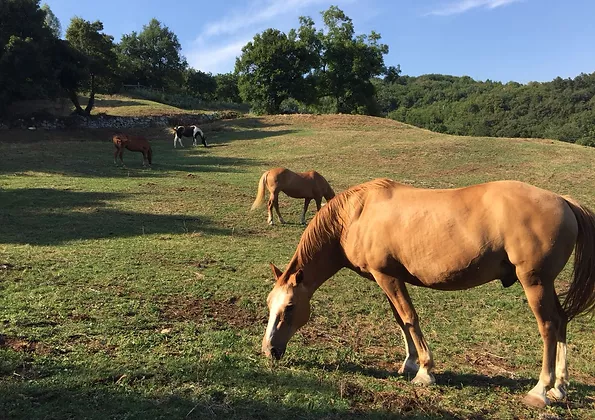 L'Importanza della Biodiversità e della Conservazione del Territorio - cavalli aveglinesi che vivono al pascolo in branco con connessa pensione sempre in gestione naturale e dei terreni dedicati alla produzione di ortaggi per la vendita.